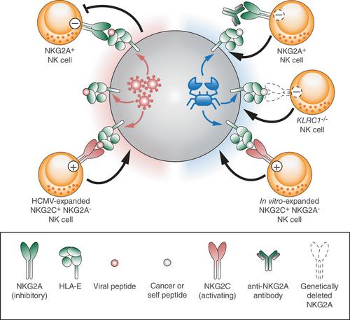 Viral escape from NK-cell-mediated immunosurveillance: A lesson for cancer immunotherapy?