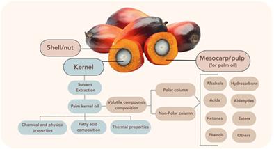 Comparison of solvent systems on extraction, quality characteristics, and volatile compounds of palm kernel oil