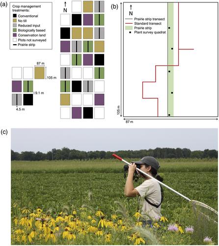 Butterfly biodiversity increases with prairie strips and conservation management in row crop agriculture