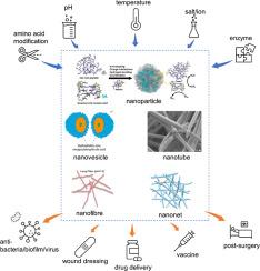 Recent advances in the development and application of peptide self-assemblies in infection control