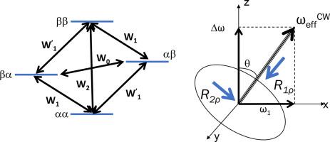 A brisk walk through the fields of relaxation, saturation, and exchange: From solid state NMR to in-vivo imaging