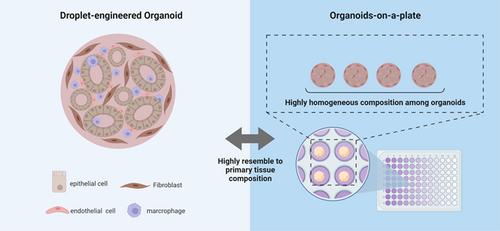 Microfluidic droplet encapsulation-guided organoid growth promotes parental tumor phenotype recapitulation