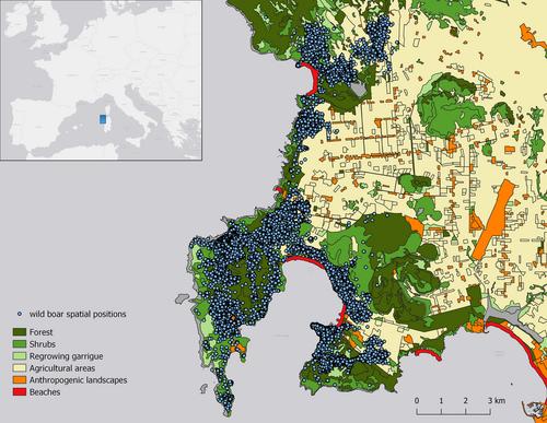 Behavioural responses to temporal variations of human presence: Insights from an urban adapter