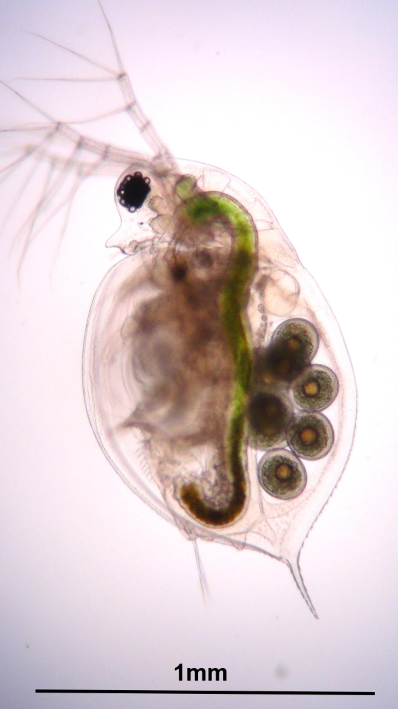 Ontogenetic changes in digestive enzyme activities of a common water flea