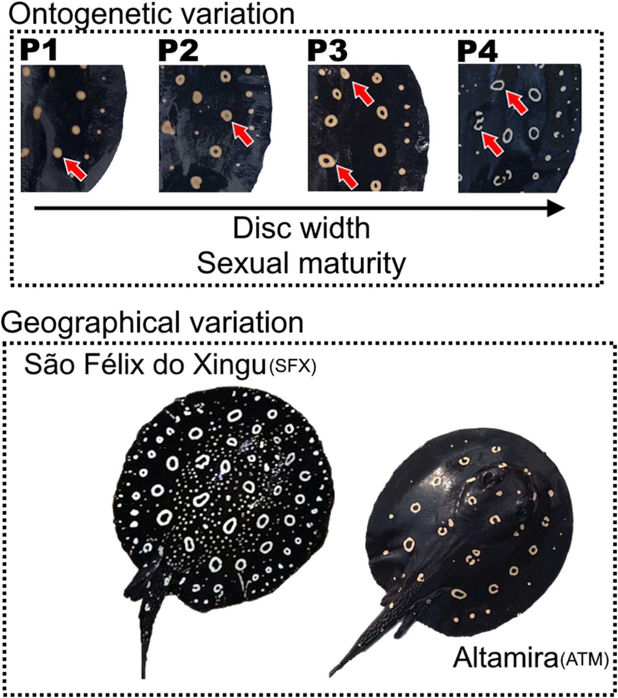 Dots in the dark: dorsal polychromatism in the endemic Xingu Freshwater Stingray