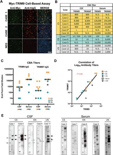 Detection of High-Risk Paraneoplastic Antibodies against TRIM9 and TRIM67 Proteins