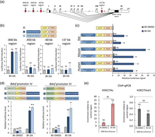 An 840 kb distant upstream enhancer is a crucial regulator of catecholamine-dependent expression of the Bdnf gene in astrocytes