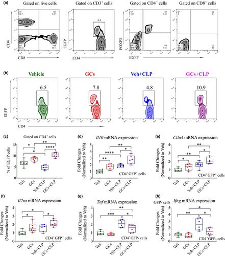 Glucocorticoid regulation of the mTORC1 pathway modulates CD4+ T cell responses during infection