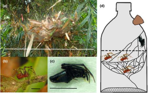 Sublethal effects of kleptoparasitism on experimental social spider colonies