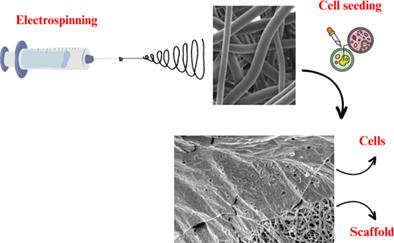 Investigation of biodegradability and cellular activity of PCL/PLA and PCL/PLLA electrospun webs for tissue engineering applications