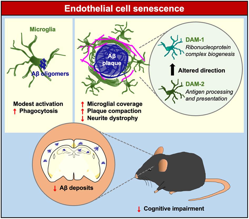 Endothelial senescence alleviates cognitive impairment in a mouse model of Alzheimer's disease