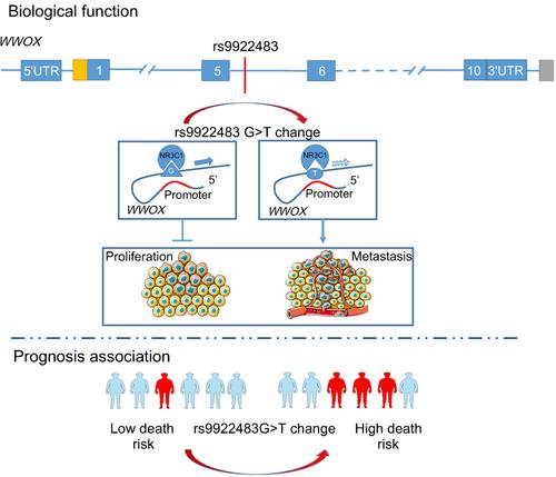 Remote modulation of WWOX by an intronic variant associated with survival of Chinese gastric cancer patients