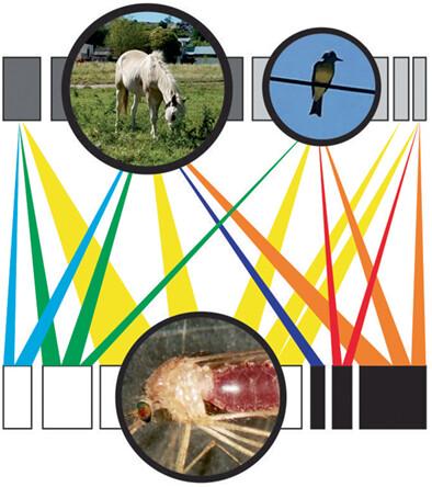 Host–mosquito interactions in rural and urban equestrian facilities from temperate Argentina