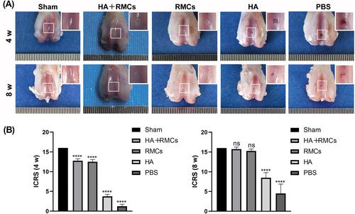 Deer antler reserve mesenchyme cells with hyaluronan alleviates cartilage damage in a rat model