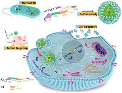 Biosynthesis of Multifunctional Transformable Peptides for Inducing Tumor Cell Apoptosis