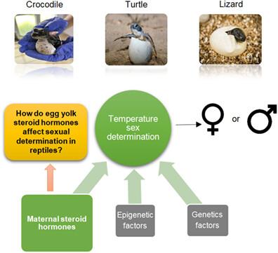 How do maternal androgens and estrogens affect sex determination in reptiles with temperature-dependent sex?