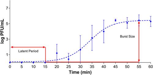 Characterization of Shiga toxin-producing Escherichia coli bacteriophages isolated from agricultural environments and examination of their prevalence with bacterial hosts