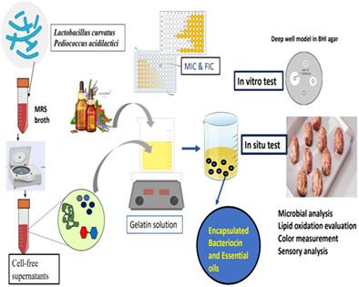 Application of combined essential oils and bacteriocins encapsulated in gelatin for bio-preservation of meatballs