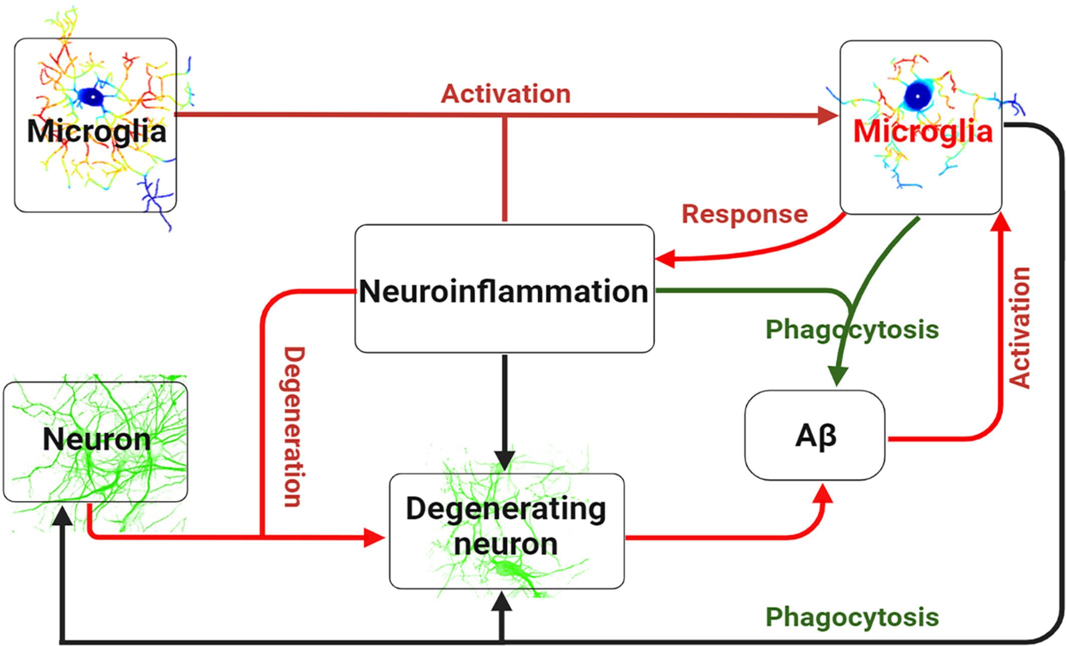 How brain ‘cleaners’ fail: Mechanisms and therapeutic value of microglial phagocytosis in Alzheimer's disease