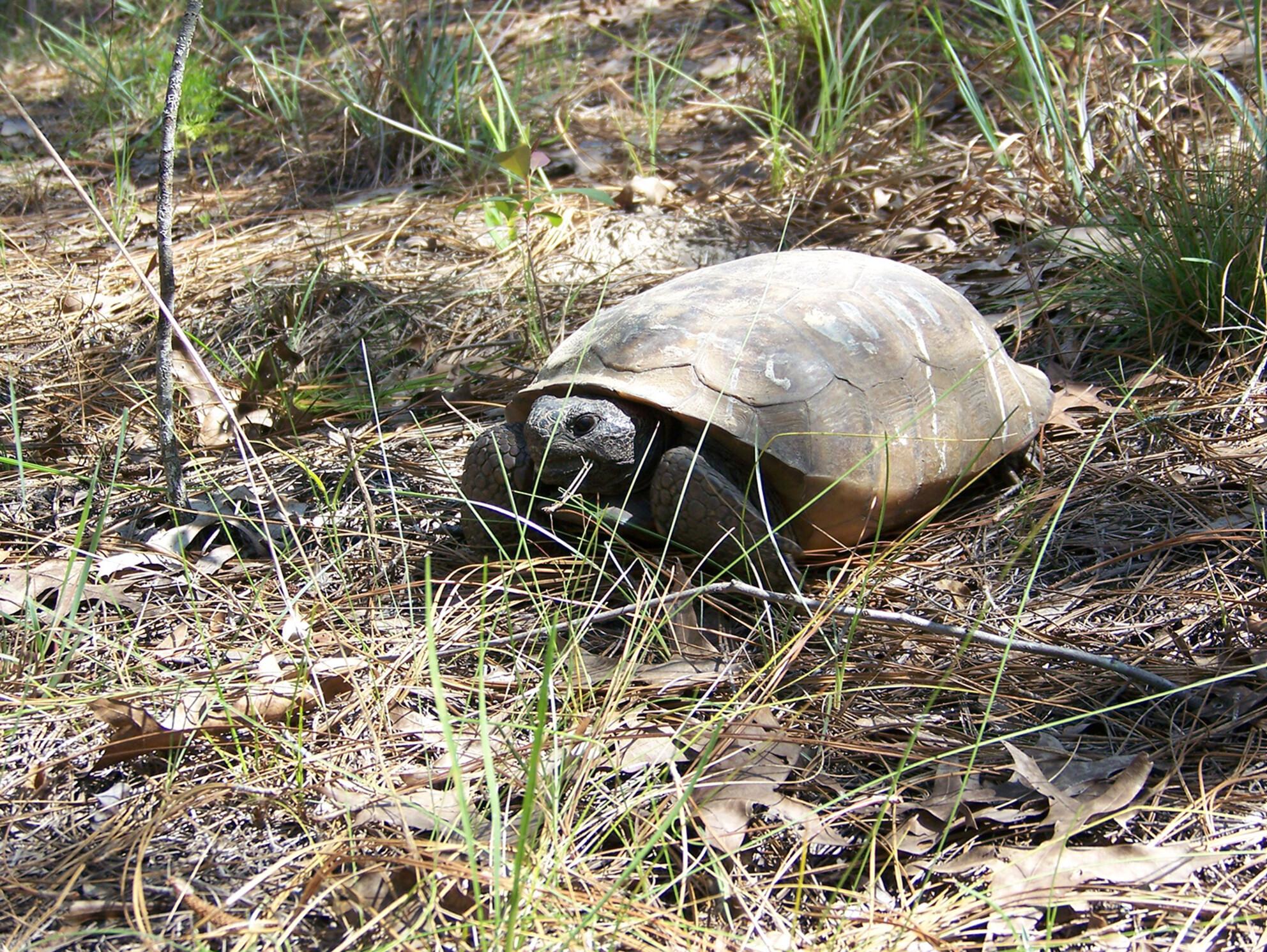 Ecoimmunological differences among congeneric tortoises in the United States