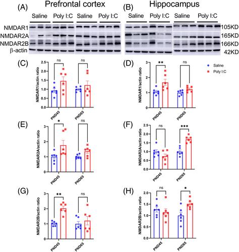 Impaired erythropoietin-producing hepatocellular B receptors signaling in the prefrontal cortex and hippocampus following maternal immune activation in male rats