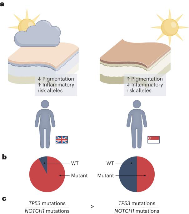 Our ancestry dictates clonal architecture and skin cancer susceptibility