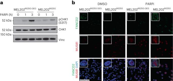 SF3B1-mutant cells succumb to replication stress under PARP inhibition