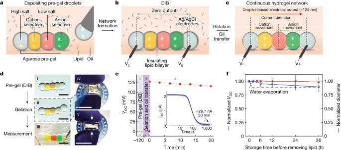 A microscale soft ionic power source modulates neuronal network activity