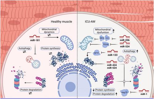 The role of microRNAs in muscle wasting and recovery during critical illness: a systematic review