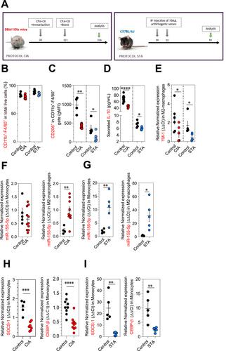 Liposomal AntagomiR-155-5p Restores Anti-Inflammatory Macrophages and Improves Arthritis in Preclinical Models of Rheumatoid Arthritis