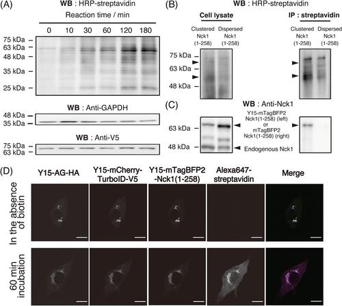 Proximity labeling and identification of endogenous client proteins recruited to Y15-based artificial granules tethering a bait protein