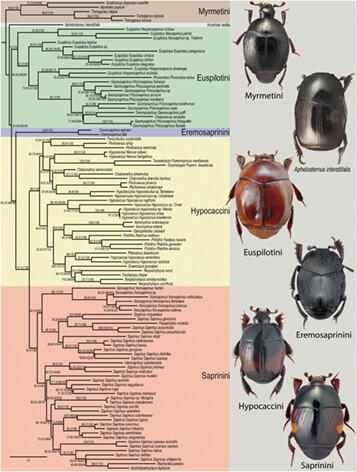 Saprininae: Phylogeny, biogeography and a new classification of the subfamily (Coleoptera: Histeridae)