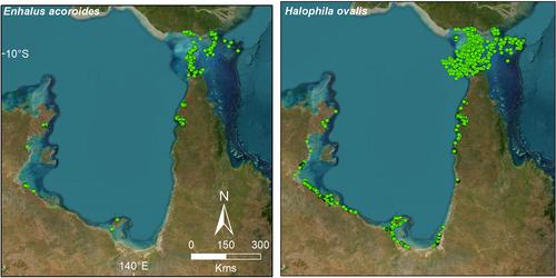 Seagrass spatial data synthesis from north-east Australia, Torres Strait and Gulf of Carpentaria, 1983 to 2022