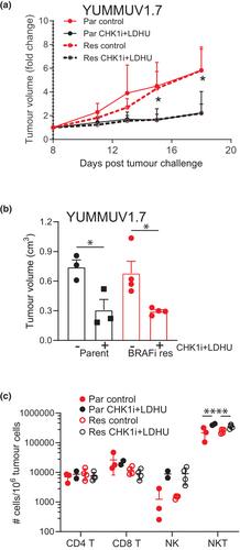 Checkpoint kinase 1 inhibitor + low-dose hydroxyurea efficiently kills BRAF inhibitor- and immune checkpoint inhibitor-resistant melanomas