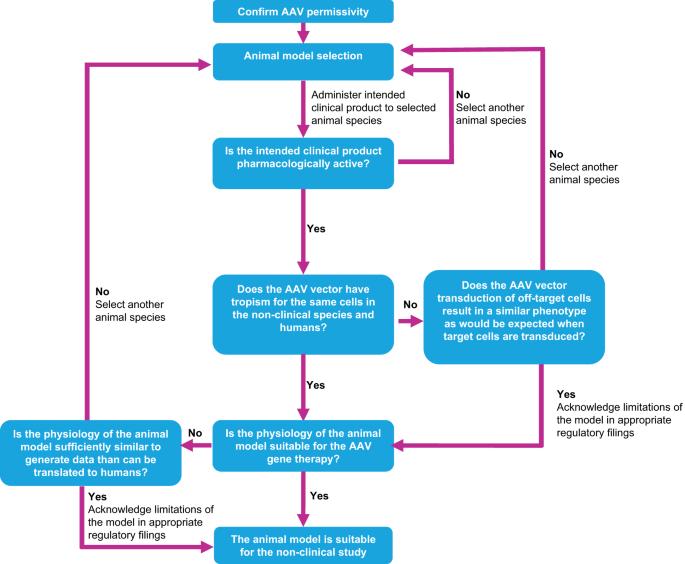 Selection of appropriate non-clinical animal models to ensure translatability of novel AAV-gene therapies to the clinic