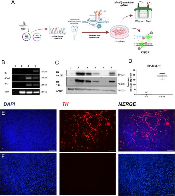 CRISPR/sgRNA-directed synergistic activation mediator (SAM) as a therapeutic tool for Parkinson´s disease