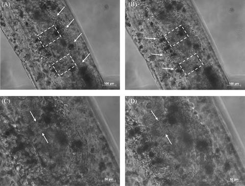 Automated patterning of human brain endothelial cells on microstructures using a microfluidic manufacturing approach: An in vitro study