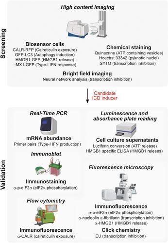 Immunogenic cell death (ICD) enhancers—Drugs that enhance the perception of ICD by dendritic cells