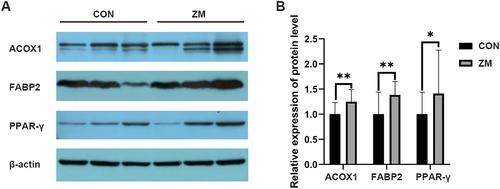 Zinc methionine improves the lipid metabolism that is associated with the alteration of intestine mucosal proteomes and microbiota of newborn Holstein dairy calves