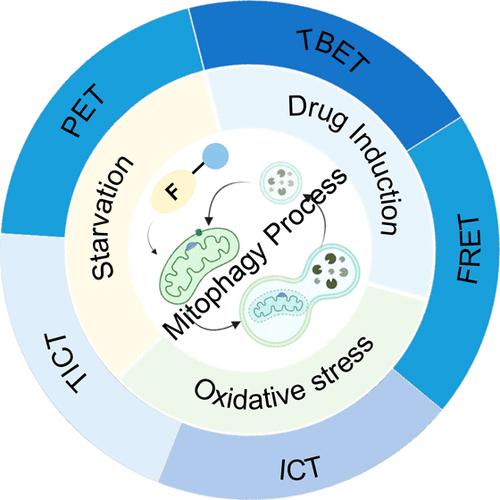 Advances in Small-Molecule Fluorescent pH Probes for Monitoring Mitophagy