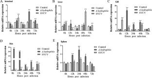 Molecular characterization of Rab5A, and involvement in innate immunity in Yellow River Carp Cyprinus carpio