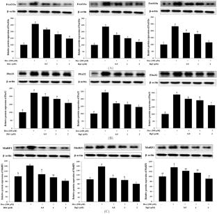 Ginsenosides Rh1, Rg2, and Rg3 ameliorate dexamethasone-induced muscle atrophy in C2C12 myotubes