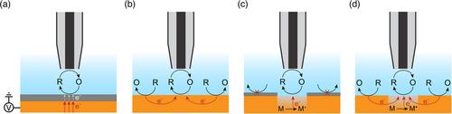 Probing passivity of corroding metals using scanning electrochemical probe microscopy