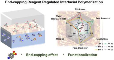 New insights into confined diffusion mechanisms of end-capping reagent regulated interfacial polymerization