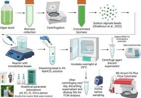 Performance of immobilized microalgal strains for biodesalination of real seawater