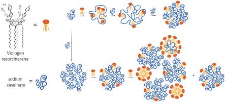 Insights into the supramolecular self-assembly of sodium caseinate and calixarene