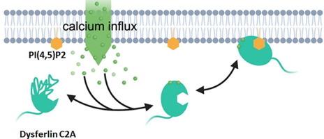 The Dysferlin C2A Domain Binds PI(4,5)P2 and Penetrates Membranes