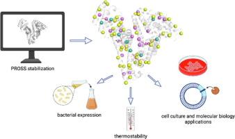 Stable Mammalian Serum Albumins Designed for Bacterial Expression