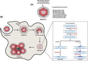 Biochemical Reconstitution of the Mimiviral Base Excision Repair Pathway