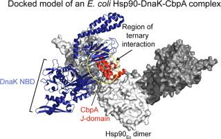 J-domain Proteins form Binary Complexes with Hsp90 and Ternary Complexes with Hsp90 and Hsp70